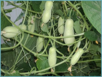 Castraveți albi cele mai bune grade și hibrizi pentru cultivarea într-o seră (descriere fotografie)