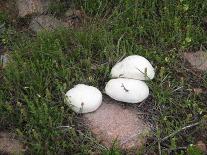 Albă ciupercă (bolete) fotografie, descrierea speciilor, creșterea, valoarea nutrițională personală