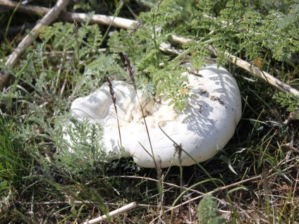 Alb ciupercă (bolete) fotografie, descrierea speciilor, creșterea, valoarea nutrițională personală