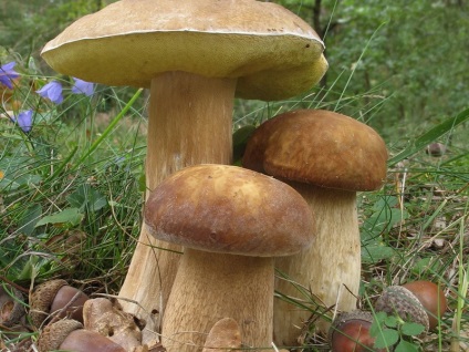 Albă ciupercă (bolete) fotografie, descrierea speciilor, creșterea, valoarea nutrițională personală