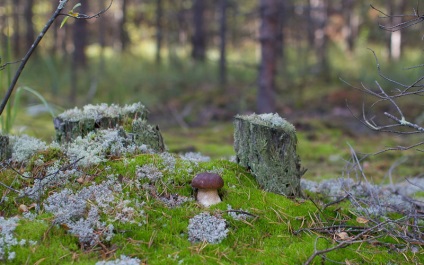 Vargánya (Boletus) fotó, leírás fajok nőnek a kertben, a tápértéke