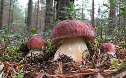 Albă ciupercă (bolete) fotografie, descrierea speciilor, creșterea, valoarea nutrițională personală