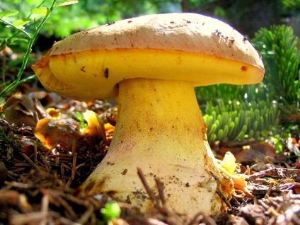 Alb ciupercă (bolete) fotografie, descrierea speciilor, creșterea, valoarea nutrițională personală