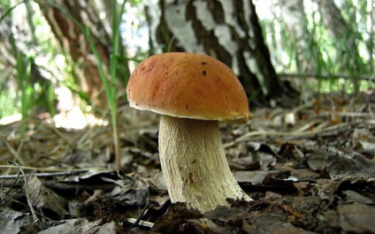 Albă ciupercă (bolete) fotografie, descrierea speciilor, creșterea, valoarea nutrițională personală