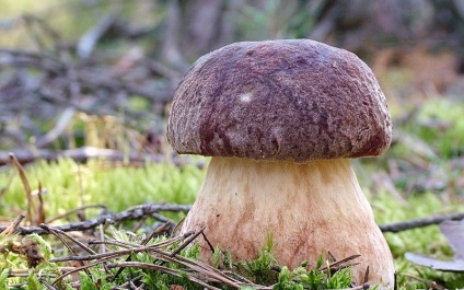 Albă ciupercă (bolete) fotografie, descrierea speciilor, creșterea, valoarea nutrițională personală