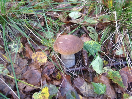 Albă ciupercă (bolete) fotografie, descrierea speciilor, creșterea, valoarea nutrițională personală