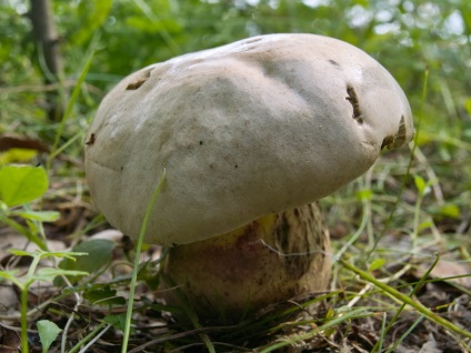 Alb ciupercă (bolete) fotografie, descrierea speciilor, creșterea, valoarea nutrițională personală