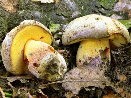 Vargánya (Boletus) fotó, leírás fajok nőnek a kertben, a tápértéke (tinóru) Vargánya (Boletus) fotó, leírás fajok nőnek a kertben, a tápértéke