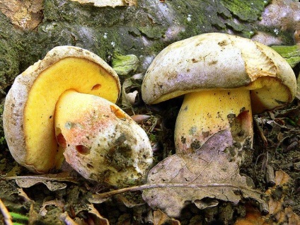 Alb ciupercă (bolete) fotografie, descrierea speciilor, creșterea, valoarea nutrițională personală