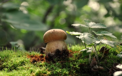 Albă ciupercă (bolete) fotografie, descrierea speciilor, creșterea, valoarea nutrițională personală