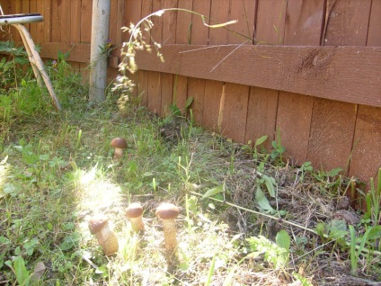 Albă ciupercă (bolete) fotografie, descrierea speciilor, creșterea, valoarea nutrițională personală