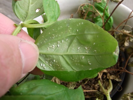 Whitefly pe plante interioare care folosesc mijloacele de luptă