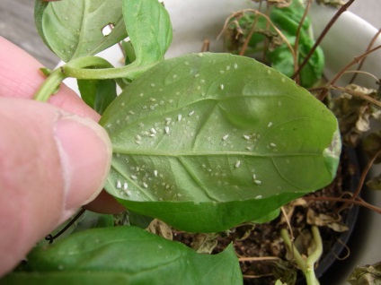 Whitefly на стайни растения, които използват средства за борба