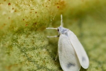 Whitefly pe plante interioare care folosesc mijloacele de luptă