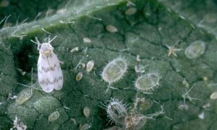 Whitefly pe plante interioare care să folosească mijloacele de luptă