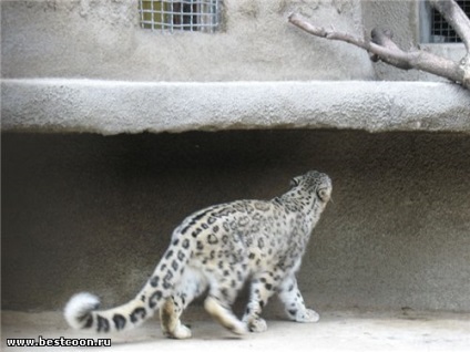 Cea mai buna coon - arhiva blog - leopard de zăpadă - leopard de zăpadă