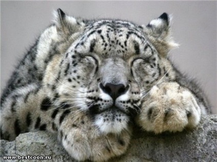 Cea mai buna coon - arhiva blog - leopard de zăpadă - leopard de zăpadă
