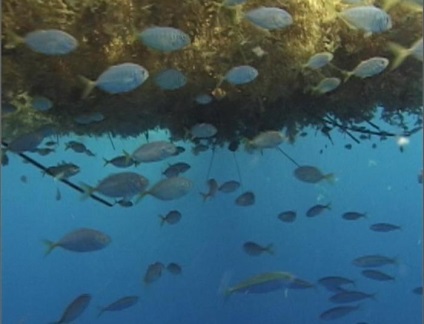 Hatalmas Sargasso-tenger (Sea) Hatalmas Sargasso-tenger