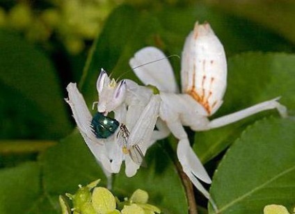 Mantis orchid - o insectă care arată ca o floare