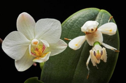 Mantis orchid - o insectă care arată ca o floare