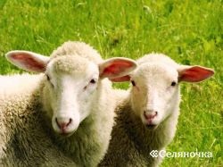 Болест на овце и кози