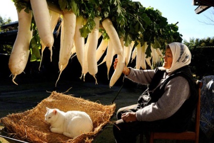 Big Mama Misáelt és macska Fukumaru - február 21, 2016 - belső nézet (nagy) Big Mama Misáelt és macska Fukumaru - február 21, 2016 - belső nézet