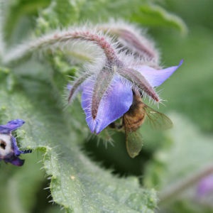 Borago (iarbă de castraveți) plantare, îngrijire, cultivare - o grădină fără îngrijire