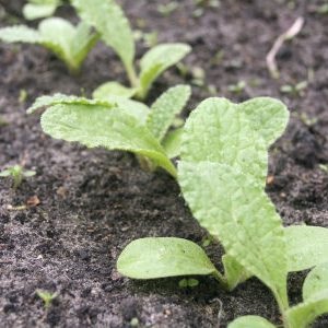 Borago (iarbă de castraveți) plantare, îngrijire, cultivare - o grădină fără îngrijire