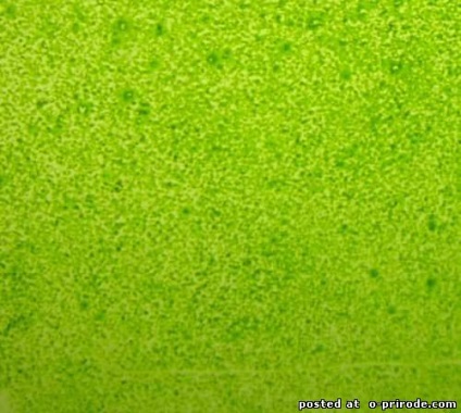 Ce stim despre alge - 24 fotografii - poze - photo nature world