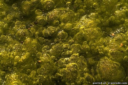 Ce stim despre alge - 24 fotografii - poze - photo nature world