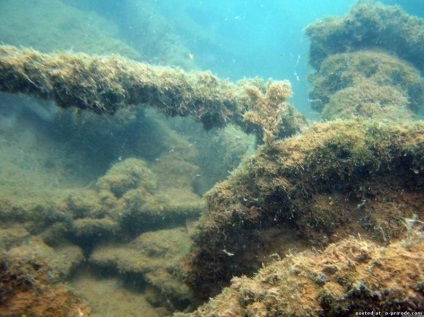 Какво знаем за водорасли - 24 снимки - снимки - снимки естествения свят