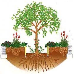 Ce să planteze sub copaci - care plante și flori se vor înrădăcina, ideile mele de dăruire și grădină