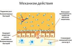 Ce sunt bacteriile vii și ce efect au asupra corpului de tratament la domiciliu