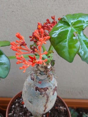 Fotografia jatropha de flori, descrierea speciilor de plante de casă și îngrijirea la domiciliu