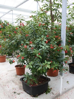 Fotografia jatropha de flori, descrierea speciilor de plante de casă și îngrijirea la domiciliu