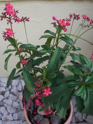 Jatrophát virág fotó, leírás a típusú beltéri növények és gondozás otthon