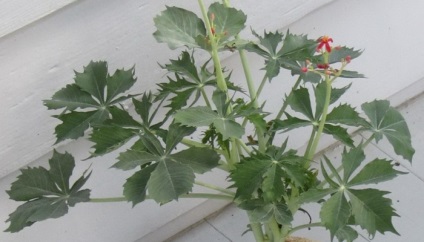 Fotografia jatropha de flori, descrierea speciilor de plante de casă și îngrijirea la domiciliu