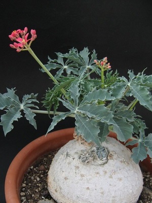 Fotografia jatropha de flori, descrierea speciilor de plante de casă și îngrijirea la domiciliu