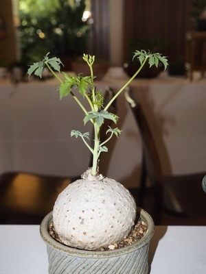 Fotografia jatropha de flori, descrierea speciilor de plante de casă și îngrijirea la domiciliu