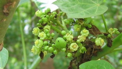 Fotografia jatropha de flori, descrierea speciilor de plante de casă și îngrijirea la domiciliu