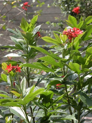 Fotografia jatropha de flori, descrierea speciilor de plante de casă și îngrijirea la domiciliu