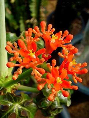 Fotografia jatropha de flori, descrierea speciilor de plante de casă și îngrijirea la domiciliu