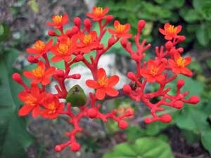 Jatropha flori - îngrijire la domiciliu, fotografii de jatrofa și specii, flori de interior jatropha - reproducere