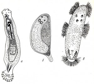 Dactylogiroza, pește de acvariu, langustină, creveți, broască, năluci