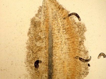 Dactylogyrus (dactylogyrus) - acvariu acasă