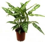 Plante decorative de plante decorative, plante domestice