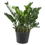 Plante decorative de plante decorative, plante domestice