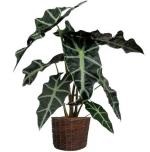 Plante decorative de plante decorative, plante domestice