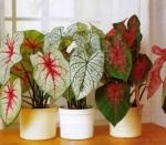 Plante decorative de plante decorative, plante domestice