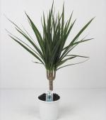 Plante decorative de plante decorative, plante domestice